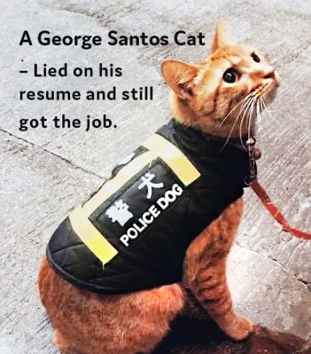 George Santos cat.jpg