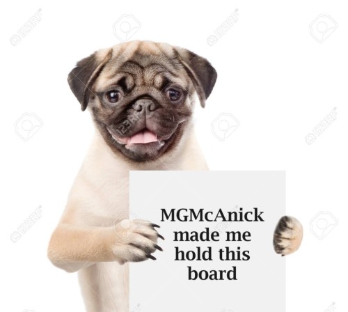 Boarded Dog.jpg