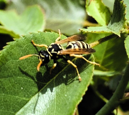Bee Rose.JPG