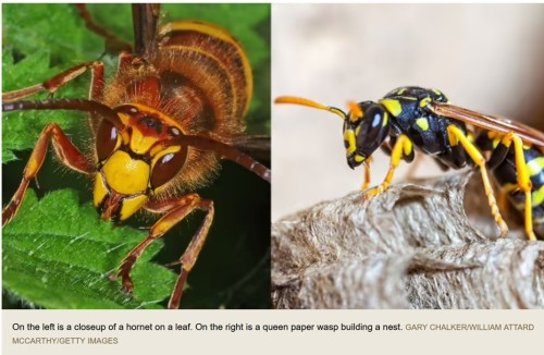 Waspy.jpg