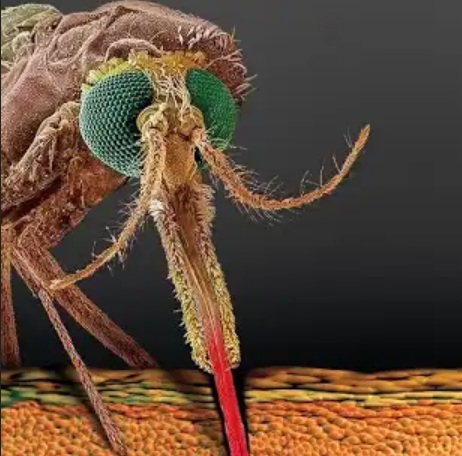 mosquito.jpg