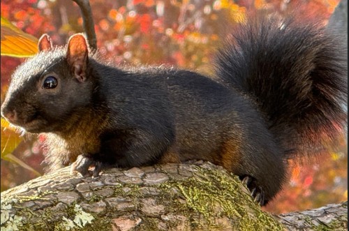 Squirrel ina Tree.jpg