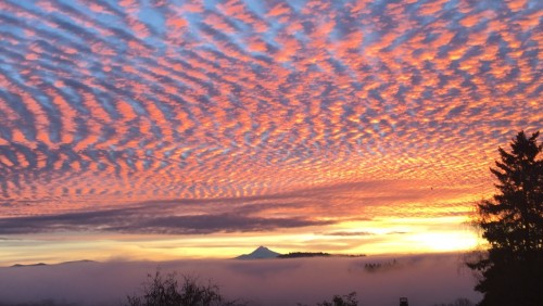 Ripples in the sky.jpg
