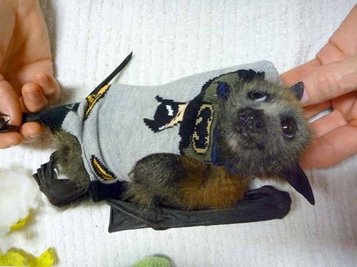 babybat.jpg